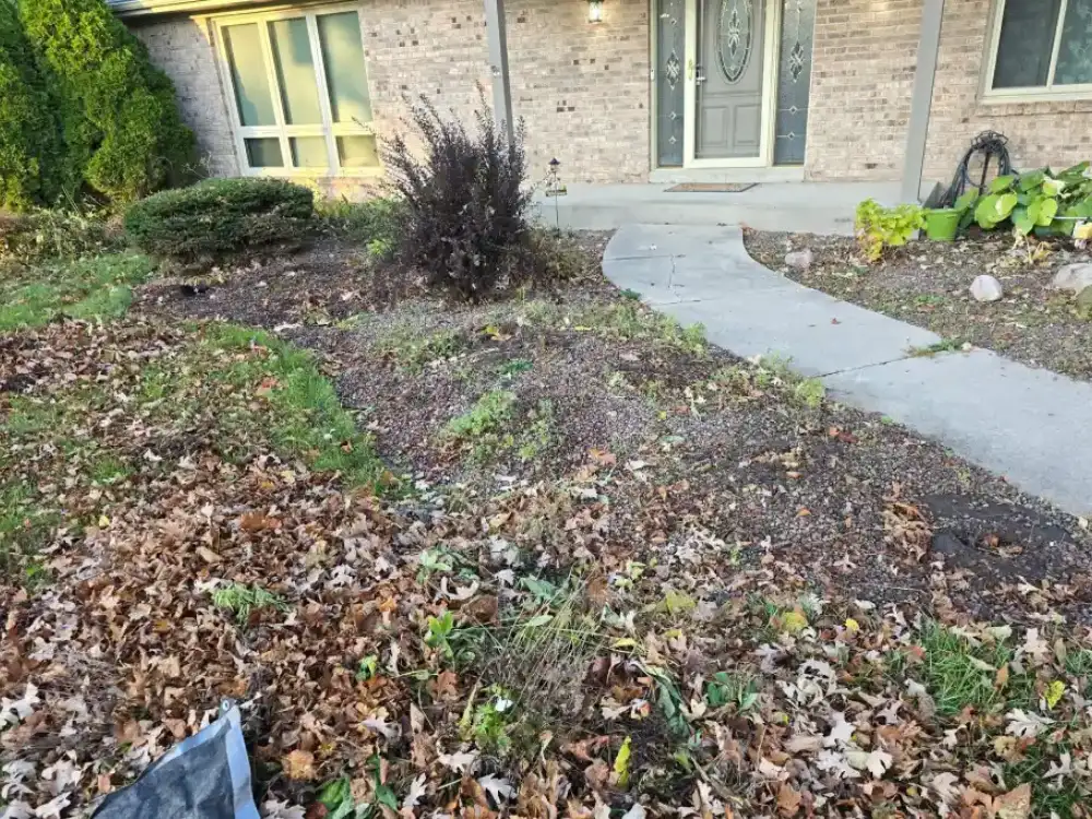 Overgrown Lawn Before Mowing Service