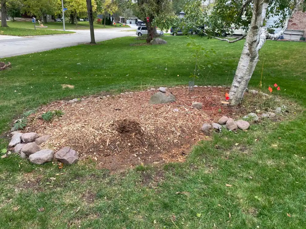 Yard Before Seasonal Cleanup